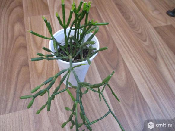 Хатиора. Фото 1.