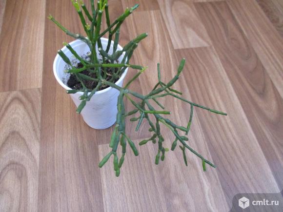 Хатиора. Фото 2.