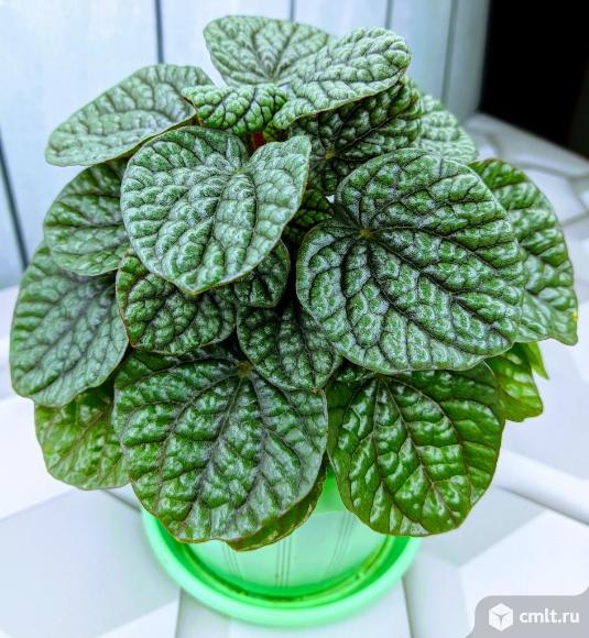 Пеперомия Бурбелла Воронеж - Семилуки. Фото 1.