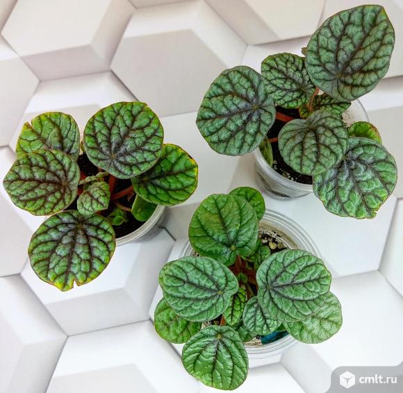 Пеперомия Бурбелла Воронеж - Семилуки. Фото 3.