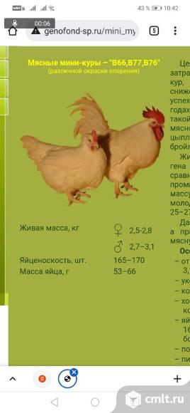 Цыплята мини мясные палевые. Фото 1.