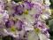 Продажа сортовых фиалок. Фото 3.