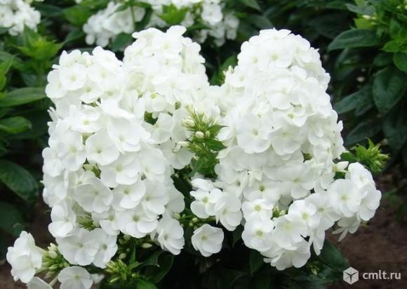 Флоксы белые и розовые Воронеж - Семилуки. Фото 1.