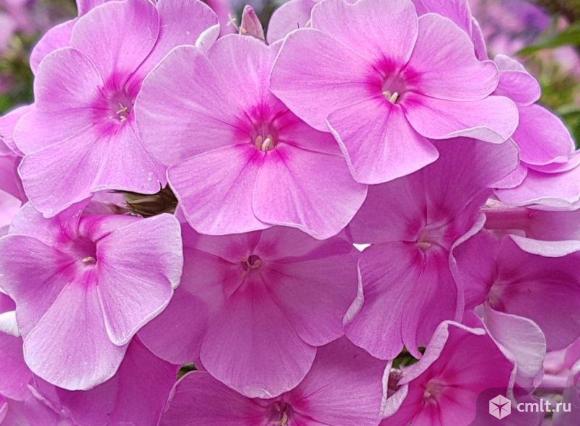 Флоксы белые и розовые Воронеж - Семилуки. Фото 2.