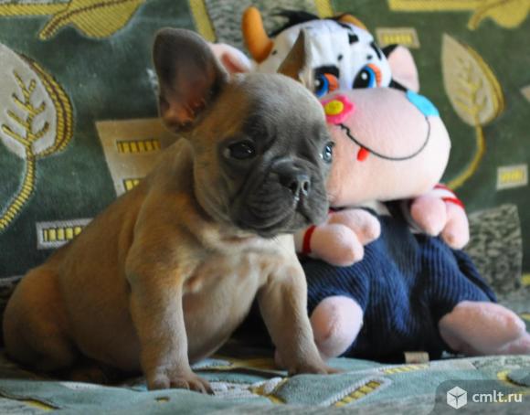 Щенки французского бульдога. Фото 1.