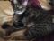Домашний кастрированный котик в добрые руки. Фото 4.