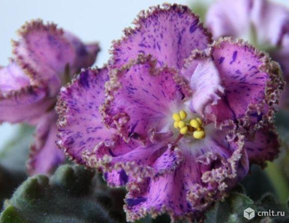 Сенполия (фиалка сортовая). Фото 14.