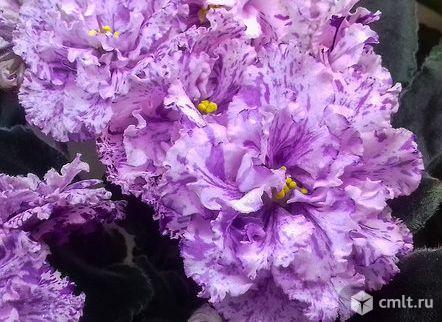 Сенполия (фиалка сортовая). Фото 1.