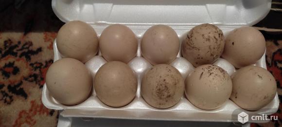Инкубационное яйцо уток. Фото 1.