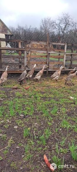 Инкубационное яйцо уток. Фото 6.