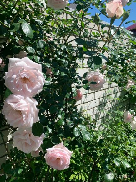 Розы плетистые. Фото 1.