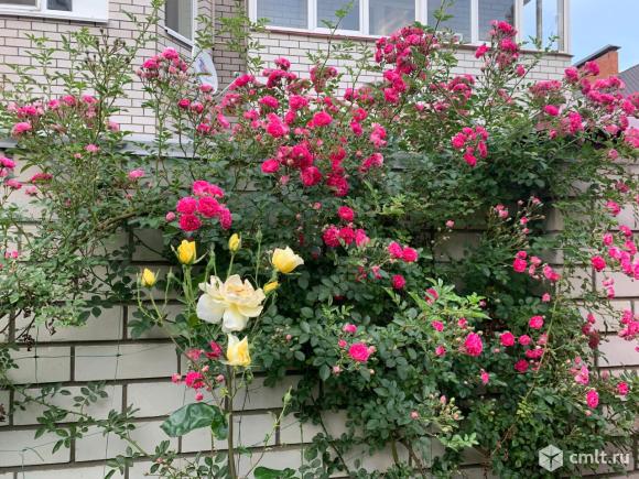 Розы плетистые. Фото 2.