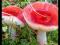 Красный сушёный гриб. Фото 1.
