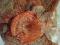 Красный сушёный гриб. Фото 2.