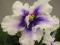 Сортовая фиалка. Фото 1.