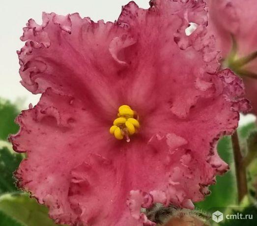 Сенполии (фиалки). Фото 1.