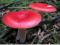Красный сушёный гриб. Фото 3.