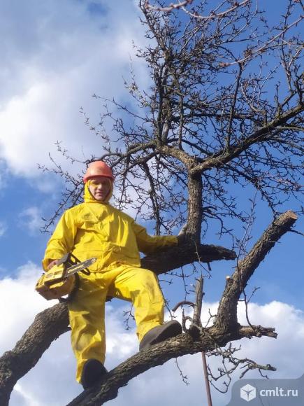 Спилить деревья, покос травы, спил деревьев, благоустройство территории, обрезка, опиловка, кронирование плодовых деревьев.
