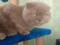 Шотландской вислоухой кота, лиловый, колорный ген. Фото 2.