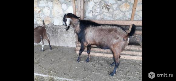Нубийский чистопородный козёл. Фото 1.