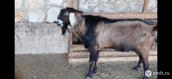 Нубийский чистопородный козёл. Фото 2.