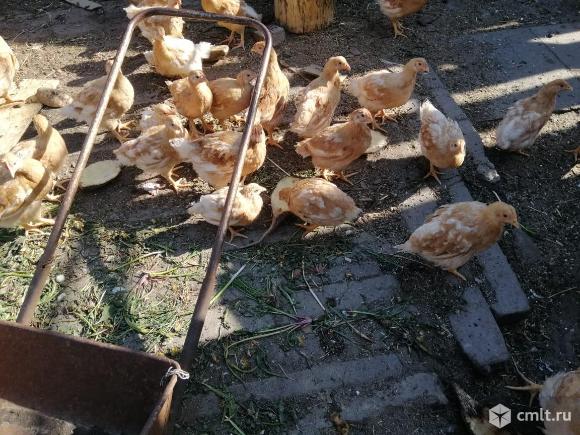 Цыплята мини мясные палевые. Фото 5.