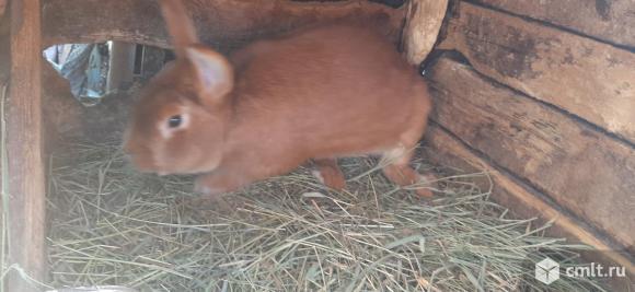 Продажа кроликов. Фото 1.