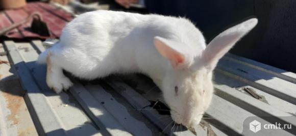 Продажа кроликов. Фото 18.