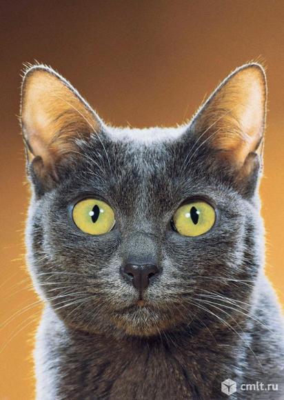 Передержка животных. Фото 1.