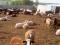 Продажа овец. Фото 5.