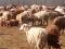 Продажа овец. Фото 6.