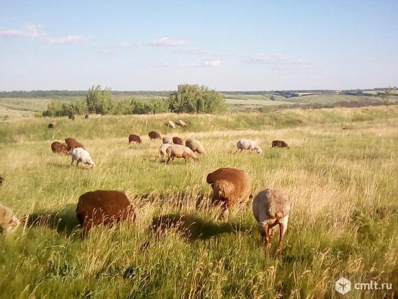 Продажа овец. Фото 9.