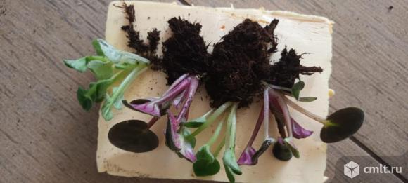 Фиалка (сенполия) детки укорененные 4 шт.. Фото 6.