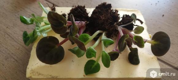 Фиалка (сенполия) детки укорененные 4 шт.. Фото 1.