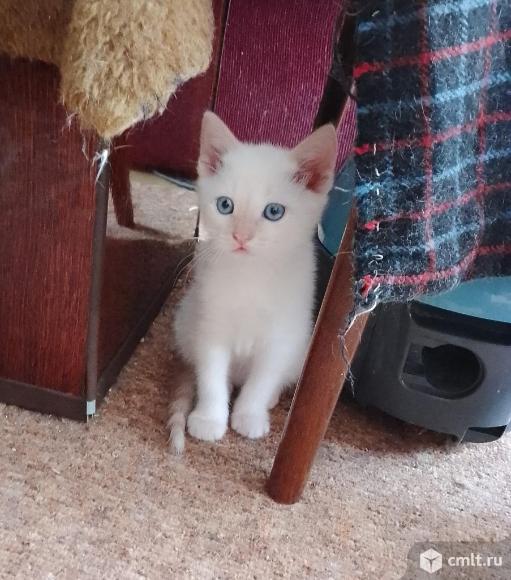 Котёнок с голубыми глазами. Фото 1.
