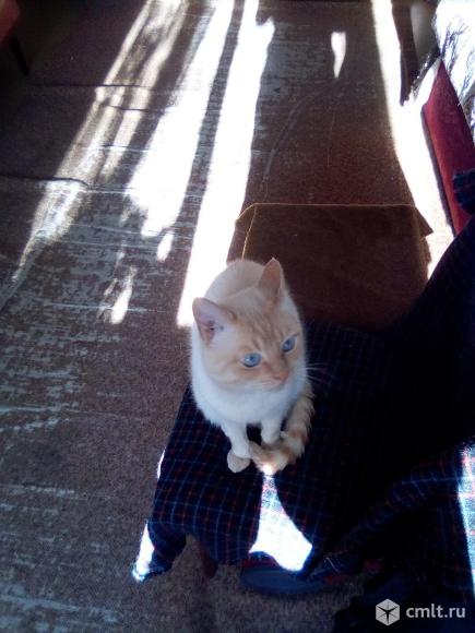 Котёнок с голубыми глазами. Фото 6.