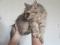 Красивая крупная  годовалая  кошка Сибирской  породы. Фото 2.