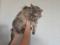 Красивая крупная  годовалая  кошка Сибирской  породы. Фото 3.