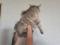 Красивая крупная  годовалая  кошка Сибирской  породы. Фото 4.