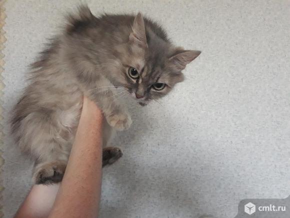 Красивая крупная  годовалая  кошка Сибирской  породы. Фото 5.