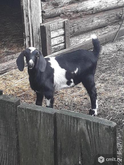 Нубийские козлята. Фото 1.