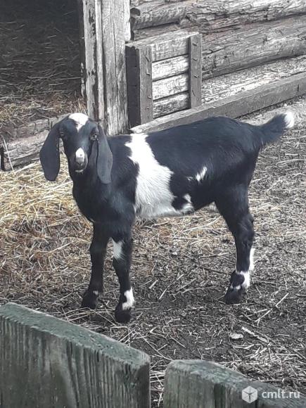 Нубийские козлята. Фото 3.