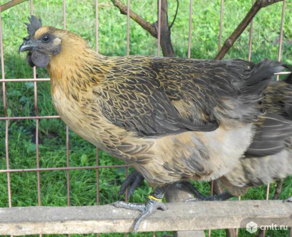 Куры лакеданзи, люйкеданьцзи, ухейилюй. Фото 4.