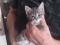 Маленький серый котенок в добрые руки. Фото 2.