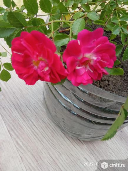 Роза плетистая розовая обмен. Фото 1.