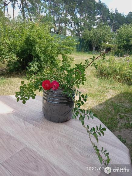 Роза плетистая розовая обмен. Фото 4.