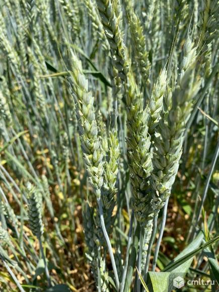 Семена озимой пшеницы ЭС/РС1\РС2. Фото 1.