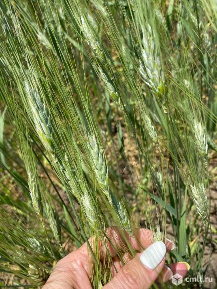 Семена озимой пшеницы зерноградской селекции ЭС/РС1/РС2. Фото 1.