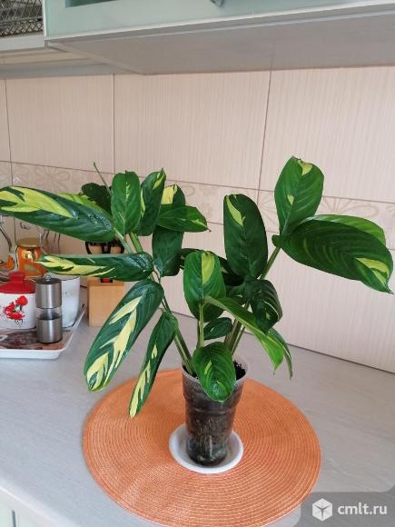 Ктенанта. Фото 1.