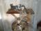 Котята донской сфинкс браш. Фото 11.